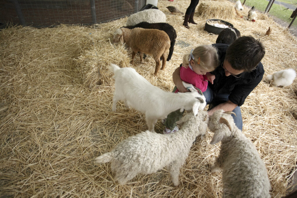 A father and daughter feed goats on a farm