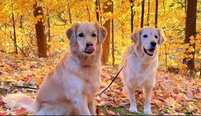 Dogs sitting in the Fall leaves