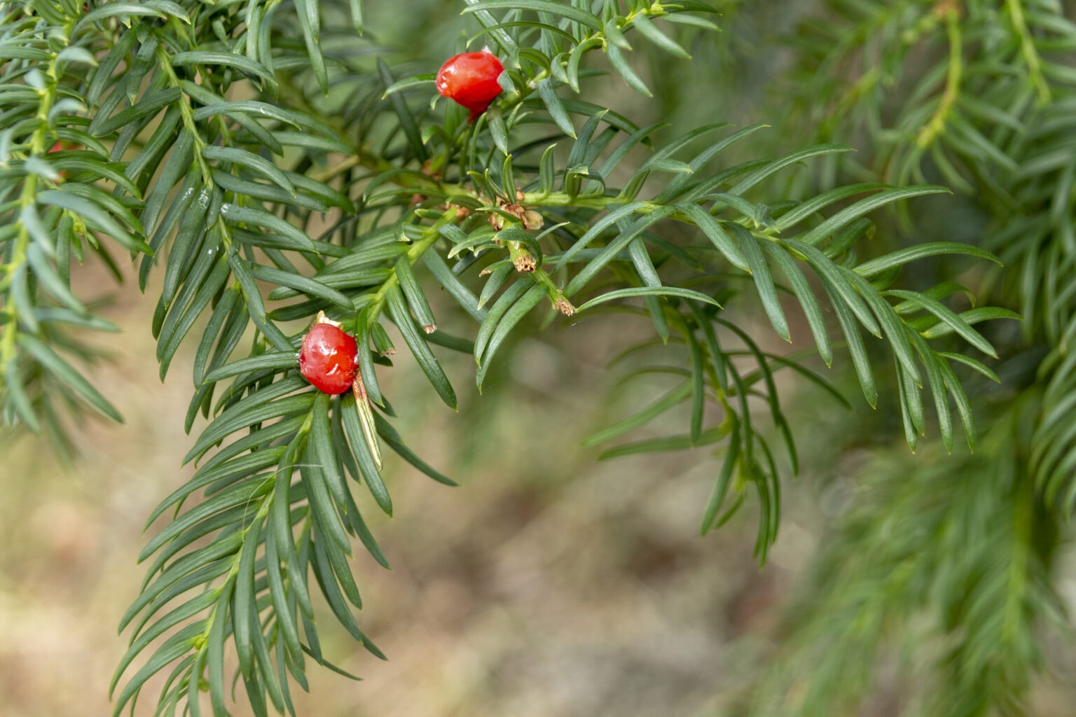 Dark green needle-like leaves with bright red berries growing on a conifer branch in a natural setting.