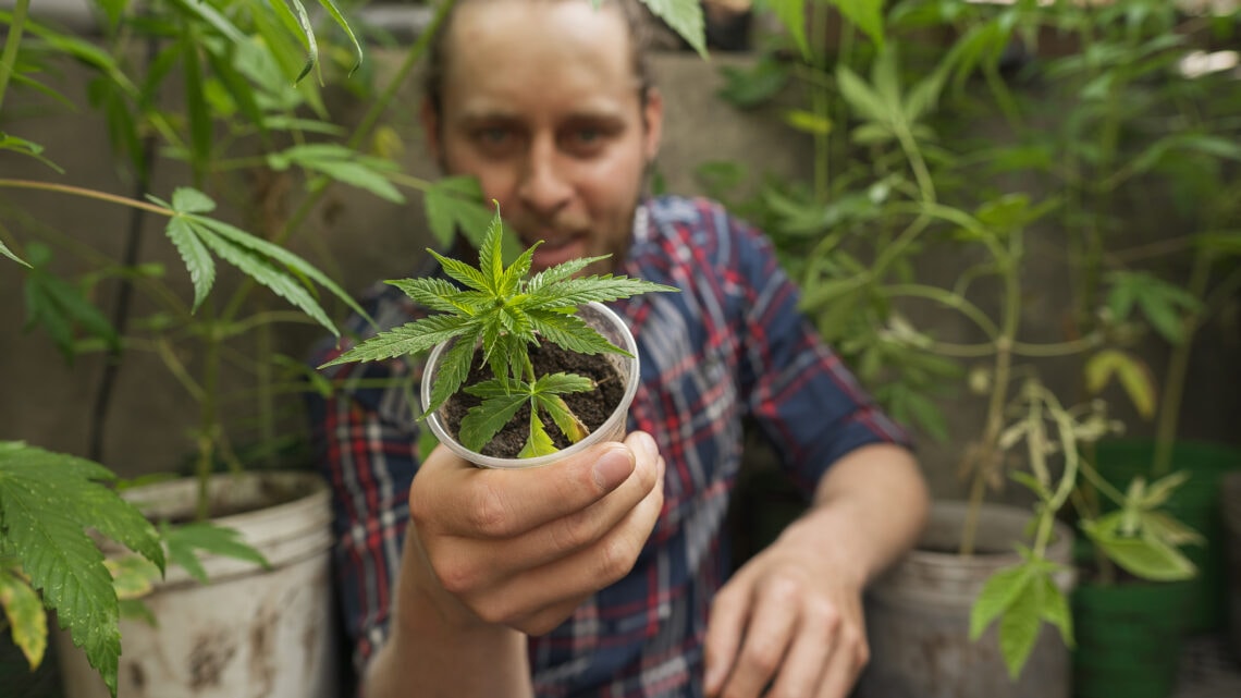 A man holding a cannabis plant in a small pot