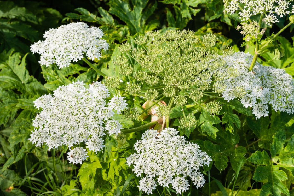 White wildflower clusters surrounded by dense green leaves in a garden setting.