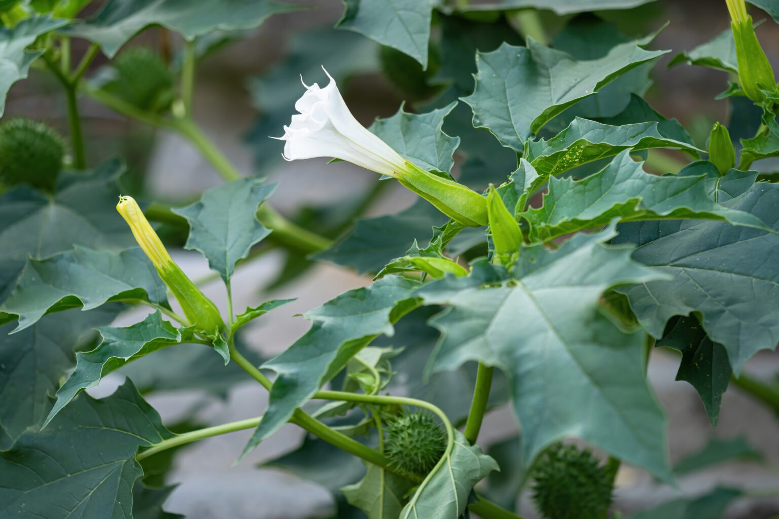 White trumpet-shaped flower blooming among jagged green leaves, with spiky buds visible on the plant.