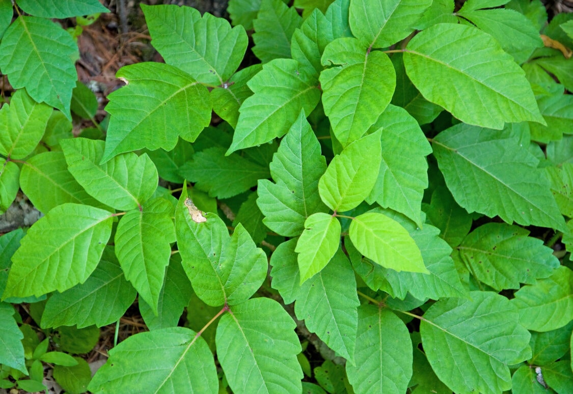 Cluster of bright green, three‑leaflet plants growing densely on the forest floor.