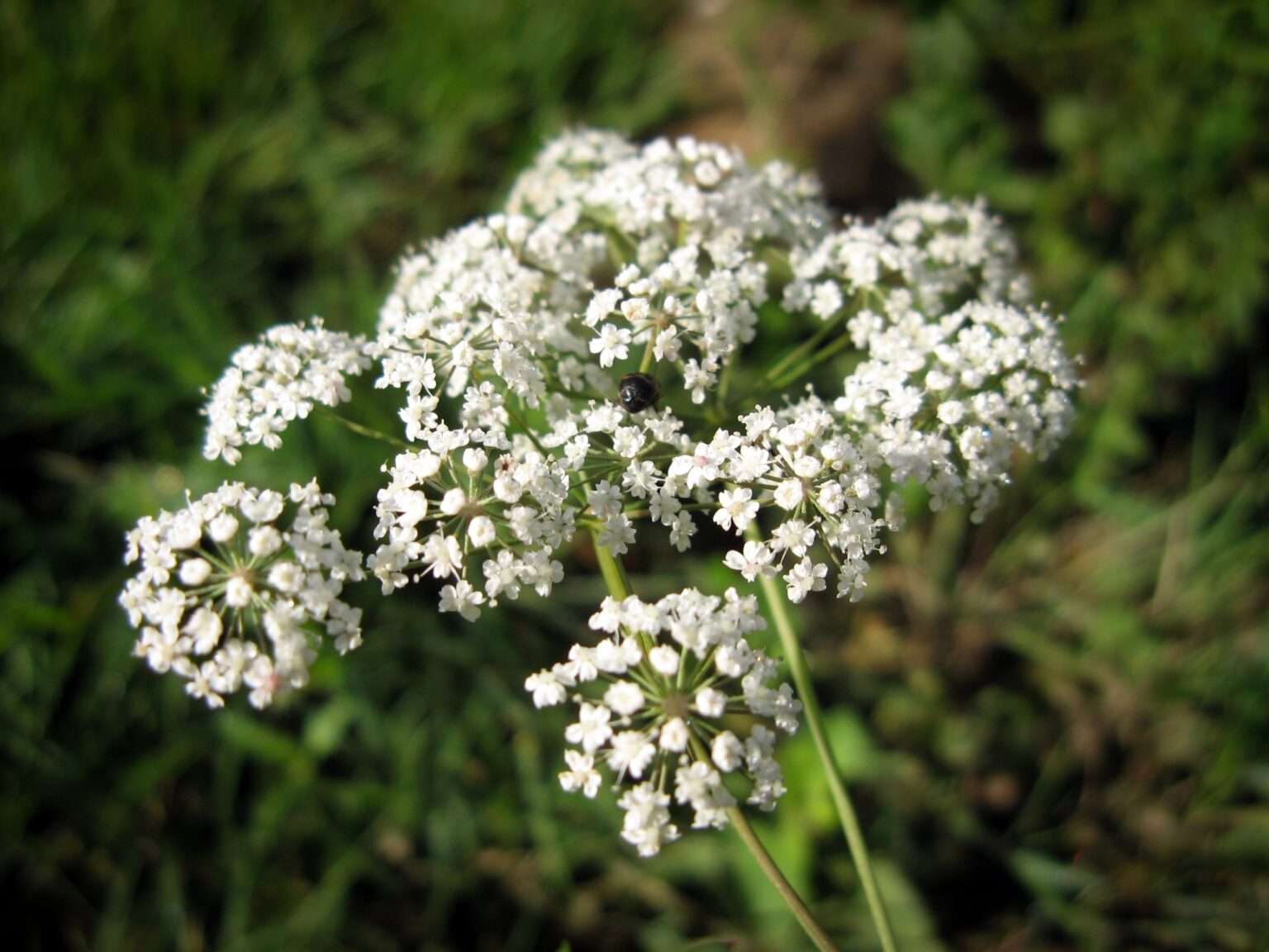 Close-up of delicate white wildflower clusters with a small dark beetle on one bloom, set against a blurred green background.