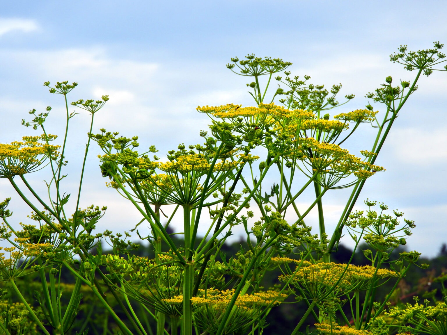 Tall green stems with clusters of small yellow flowers reaching upward against a soft blue sky background.