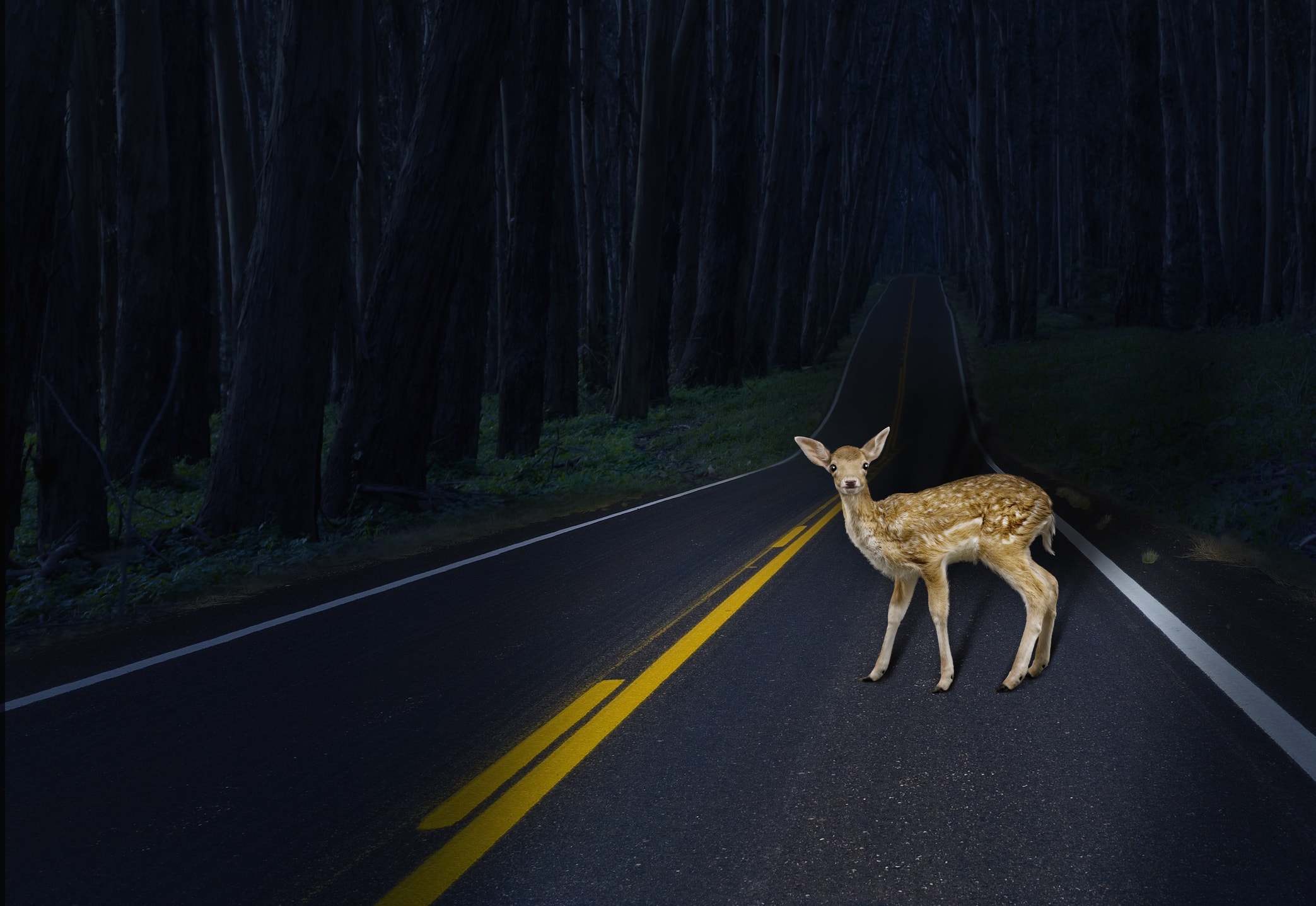 Deer standing in the middle of a dark forest road at night.
