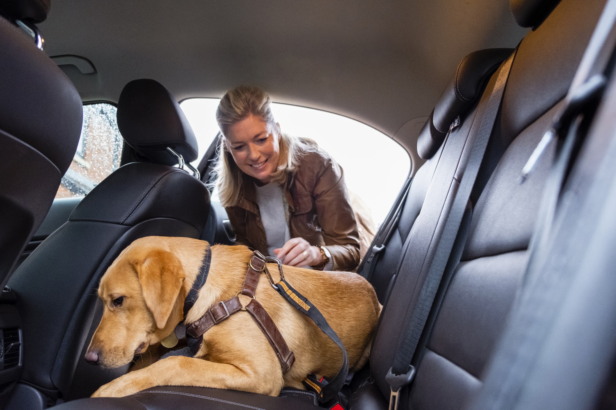 Une femme attache le harnais de son chien sur la banquette arrière d’une voiture