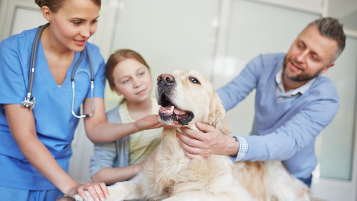 A golden retriever in a vet clinic with a man, young girl, and a veterinarian