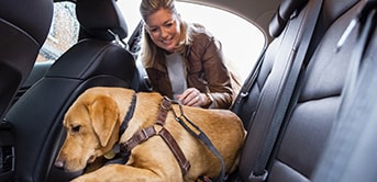 a woman petting a dog in a car