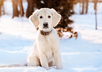 a white dog sitting in the snow